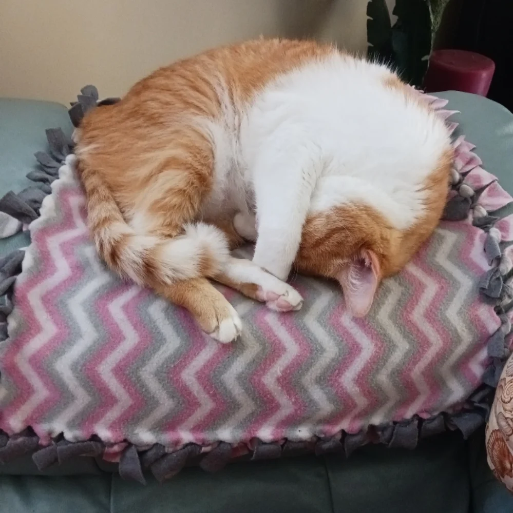 Cat beds and throws